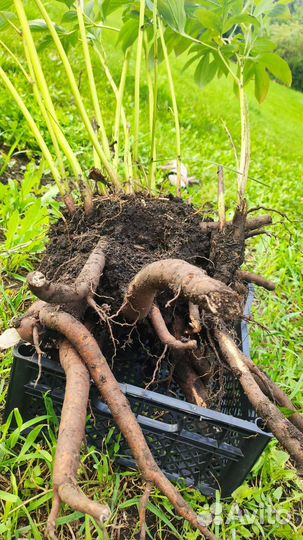 Пионы саженцы