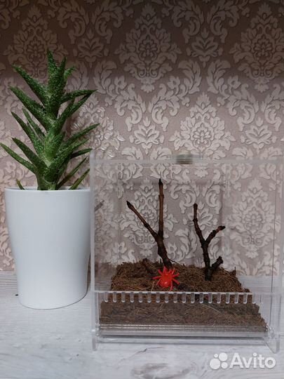 Террариум акриловый, паучатник