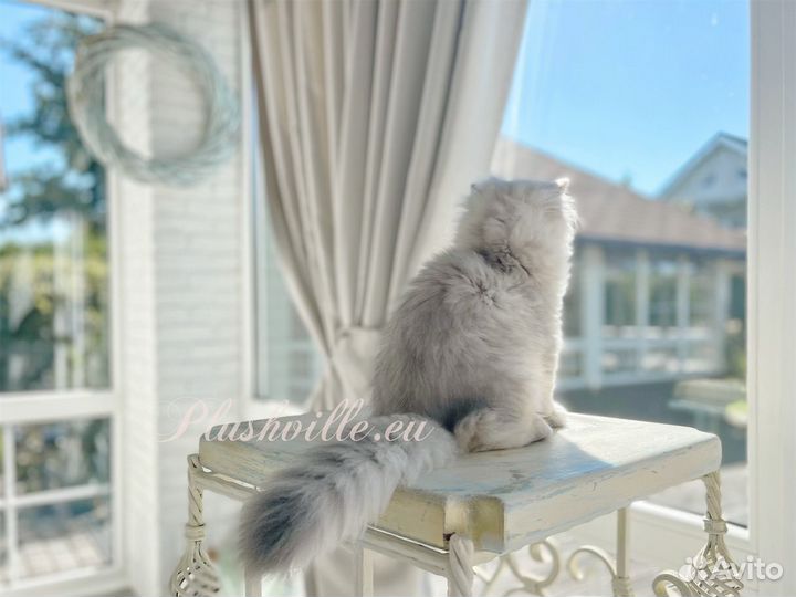 Британская золотая шиншилла длинношерстная