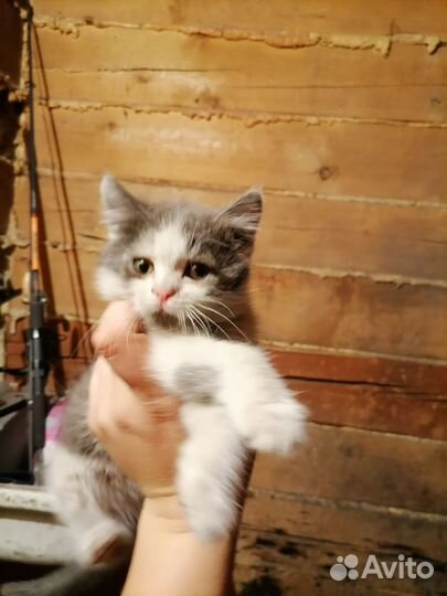 Кошки, в добрые руки, бесплатно