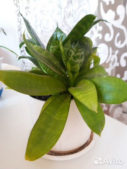 Цветы домашние возможен обмен