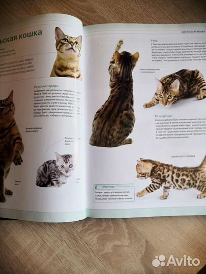 Книга о кошках