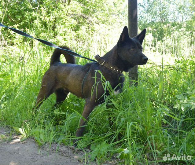 Собака в дар