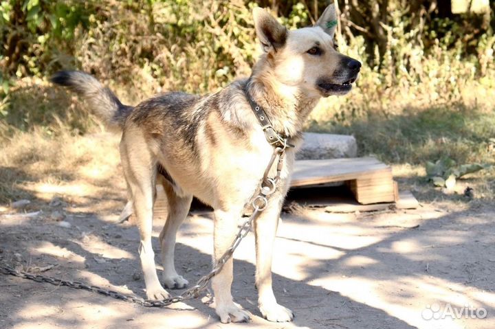 Мухтар в добрые руки