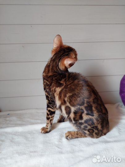 Бенгальская