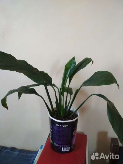 Комнатные растения (обновление)