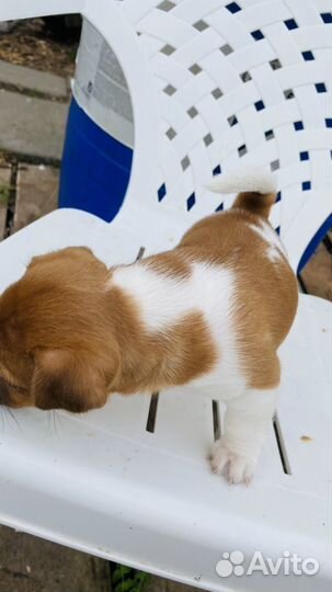 Щенки джек рассел терьер девочка