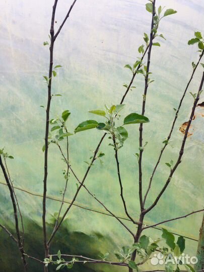 Саженцы Яблоня разные сорта