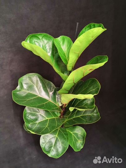 Фикус лирата бамбино 12/50-55