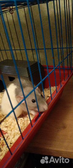 Крыса дамбо голубая