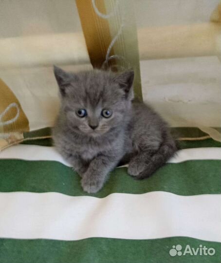 Британские котята