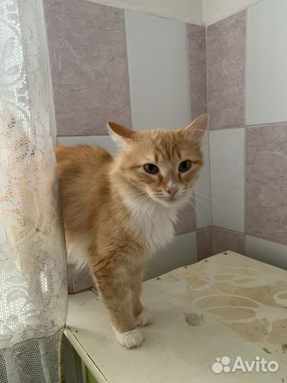 В течение недели Отдам кота в добрые течение