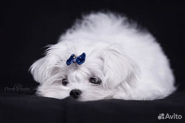 Мальтезе mini baby-face