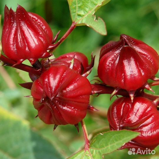 Суданская роза(Семена)