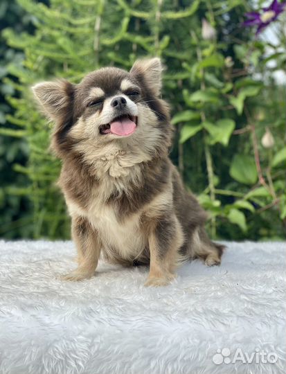 Девочки мальчики щенки чихуахуа