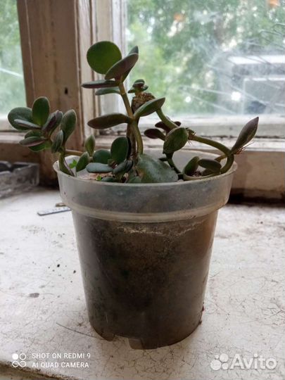 Толстянка/денежное дерево