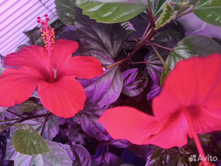 Продам цветы комнатные