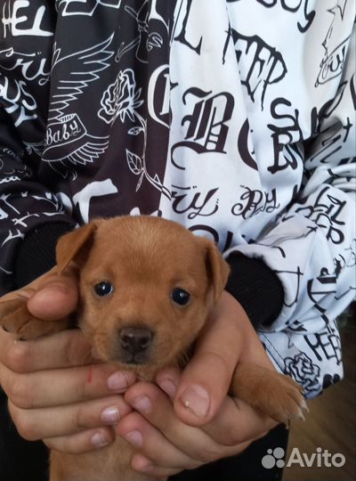 Мини той-терьер