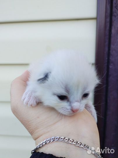 Шотландская кошка в дар