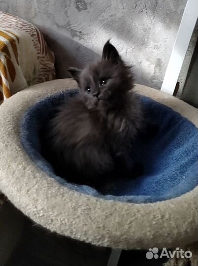 Котята мейн-кун