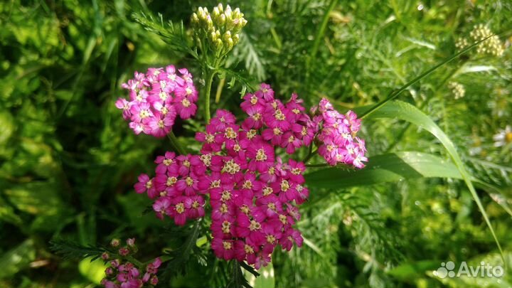 Тысячелистник, папоротник, Юкка, кактус,фикус бенд