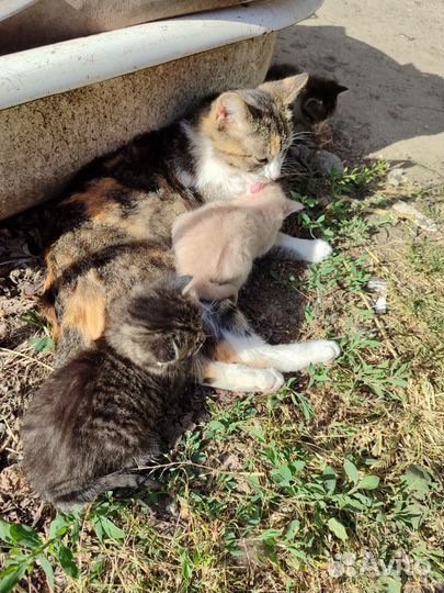 Котики в добрые руки