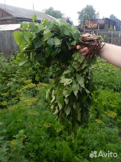 Продам березовые веники