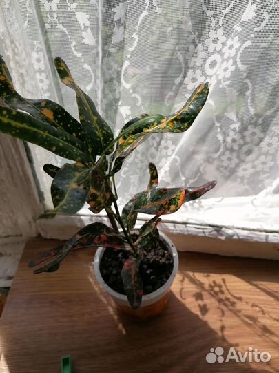 Продам комнатные цветы