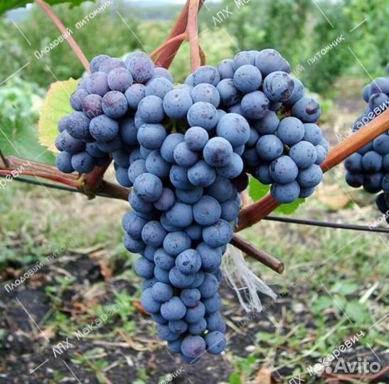 Саженцы винограда Фортиньяк