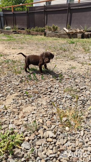 Отдают щенков