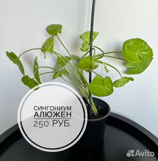 Комнатные растения