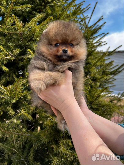 Померанский шпиц