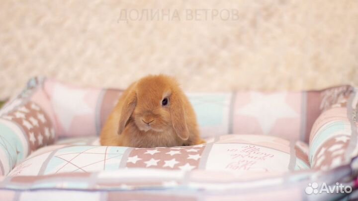 Мальчик минилоп желтый