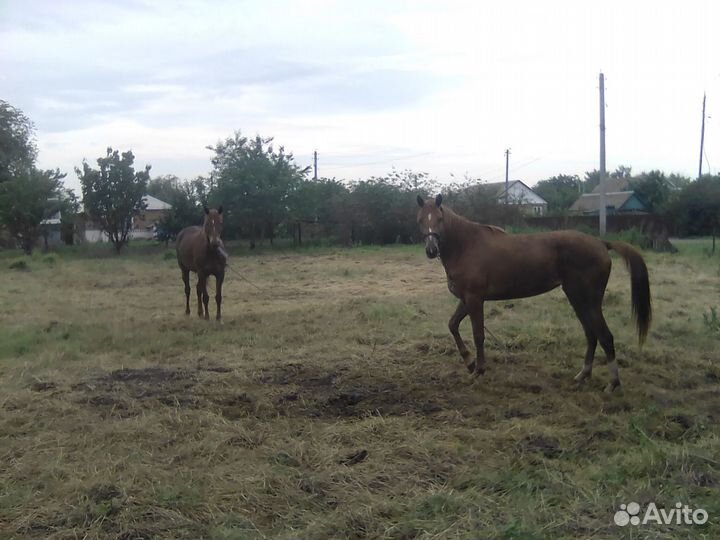 Телки кобылы