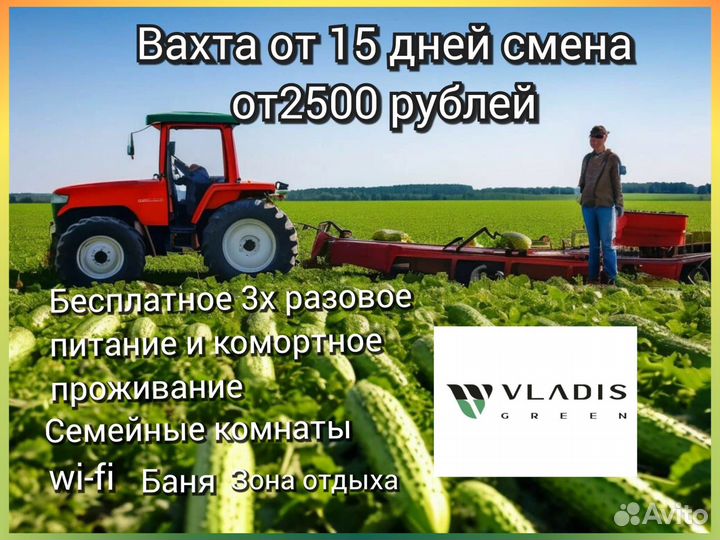 Разнорабочий вахта г.Волжский сбор огурцов