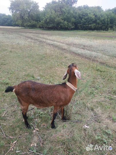 Нубийские козы