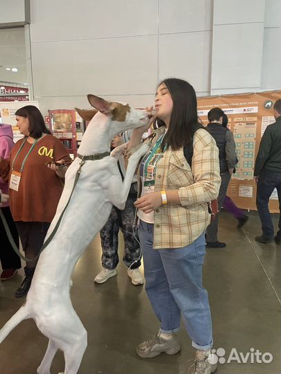 Услуги кинолога