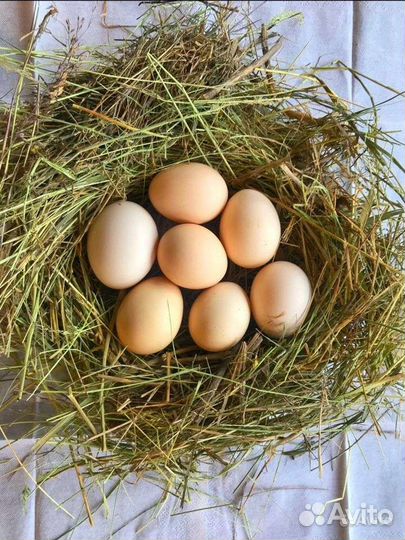 Инкубационное яйцо