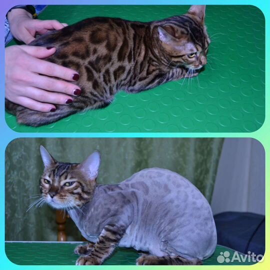 Стрижка (Груминг) животных