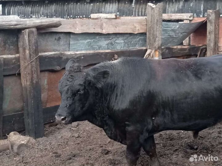 Быки на племя