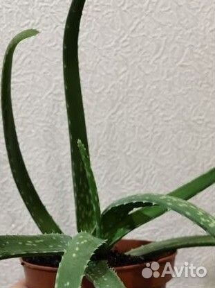 Красула толстянка (денежное дерево) алоэ вера
