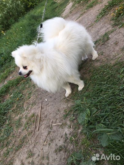 Собака вязка