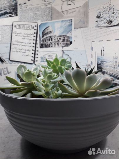 Флорариум суккуленты