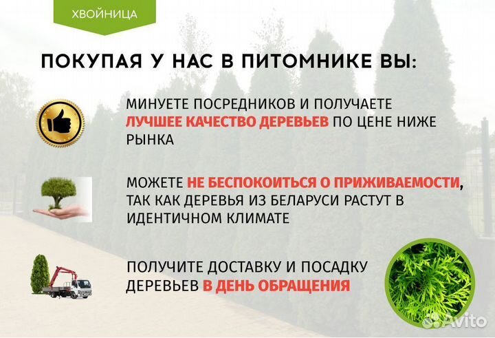 Туи Смарагд 1,4-1,6 м