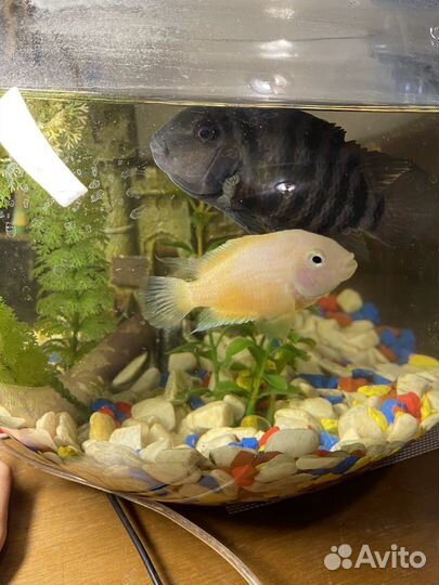 Аквариумные рыбки и аквариум