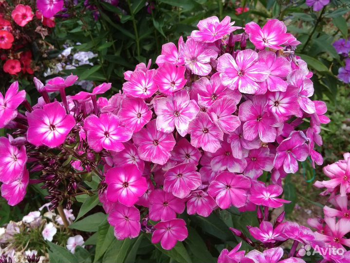 Флоксы сортовые