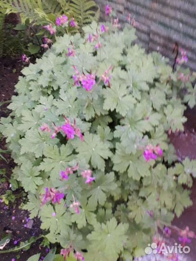 Пеларгония герань