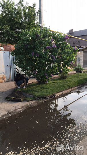 Рулонный газон/рулонный газон под ключ