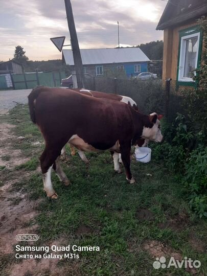 Телки стельные