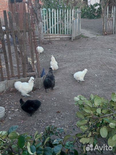 Китайские куры